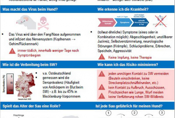 In Vergessenheit geraten - Aujeszky-Krankheit